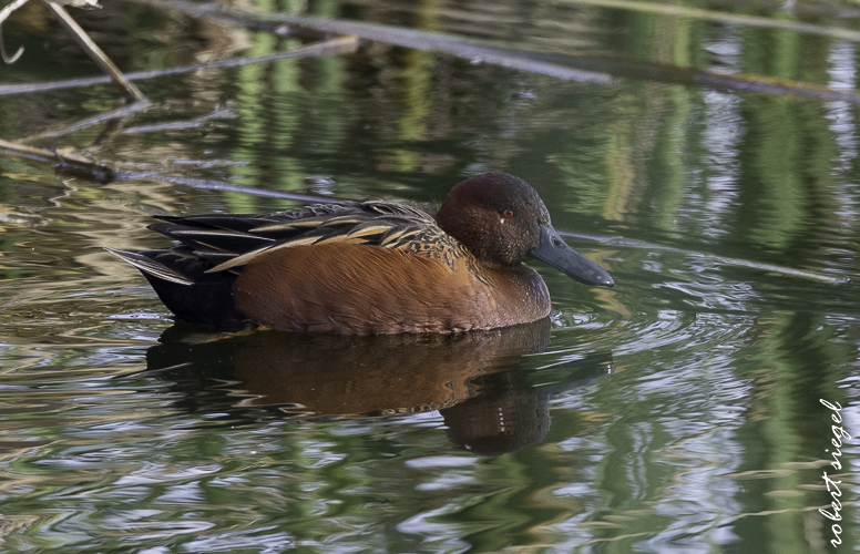 emily renzel wetlands 2026